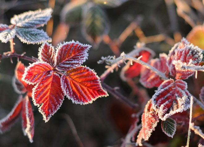 С середины недели ожидаются заморозки