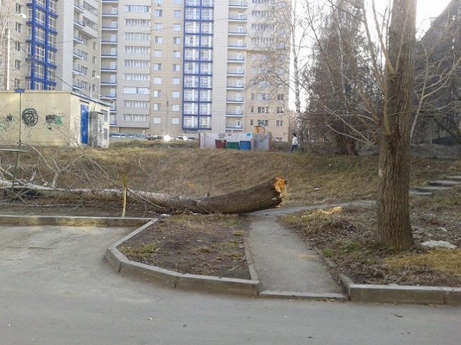 Катрина паула диринга снег шоу голос дети