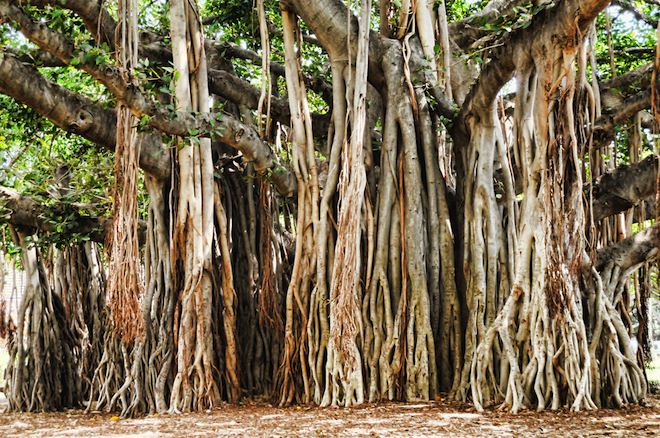 what are the main factors that contributed to banyan tree Read this free business essay and other term papers, research papers and book reports banyan tree's successful factors 1 what are the main factors that contributed to bayan tree’s success. what are the main factors that contributed to banyan tree Read this free business essay and other term papers, research papers and book reports banyan tree's successful factors 1 what are the main factors that contributed to bayan tree’s success.